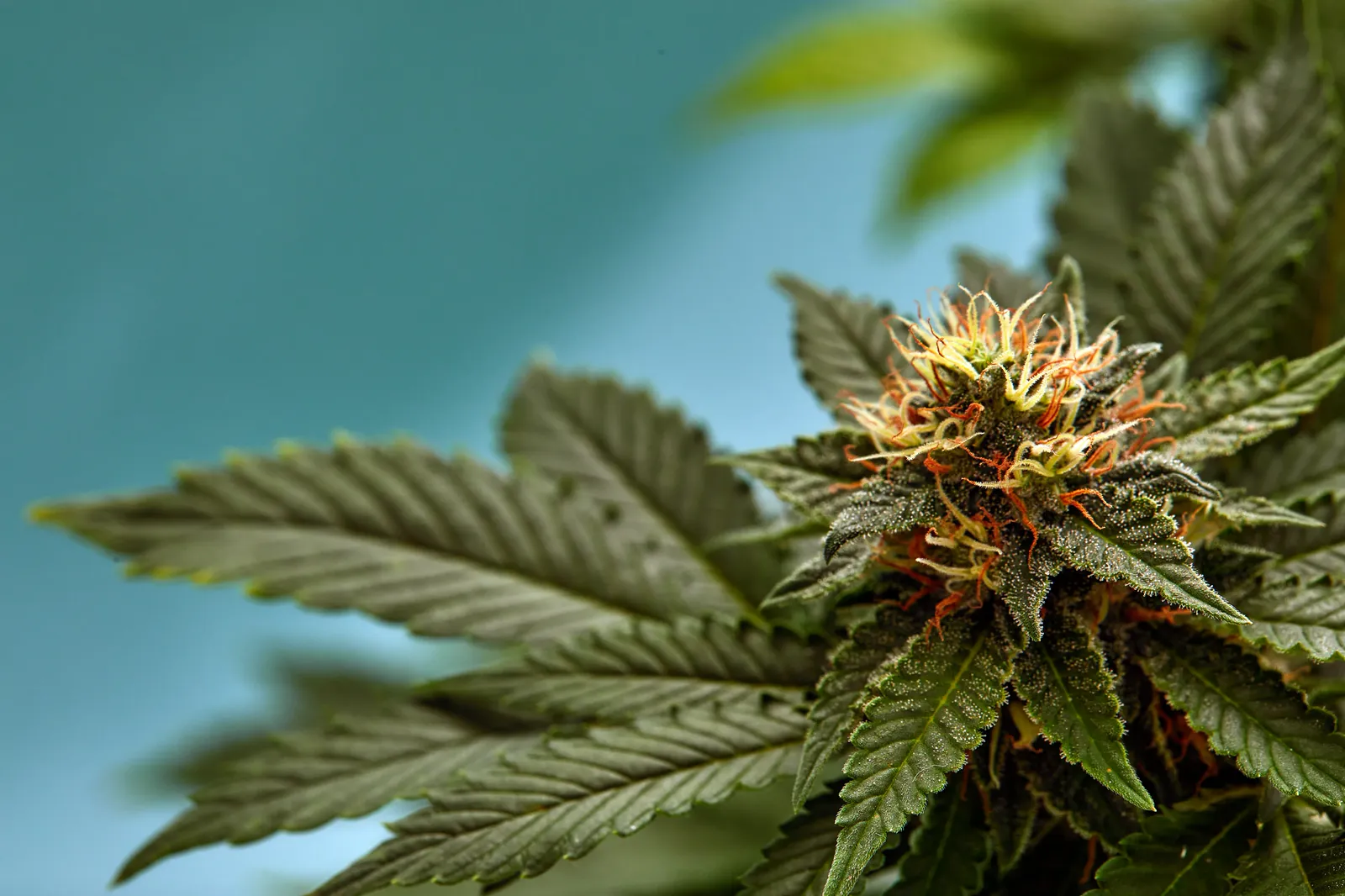 Sativa cannabis plant